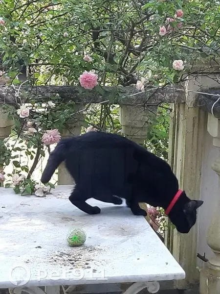 Chat noir perdu à Bordeaux - photo