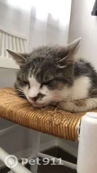 Chatte perdue: Cognac, +5 ans - photo