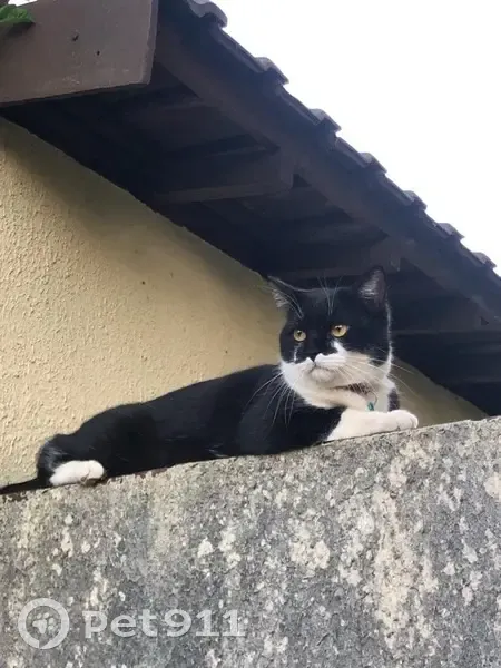 Chat Tao perdu - Noir et Blanc - photo