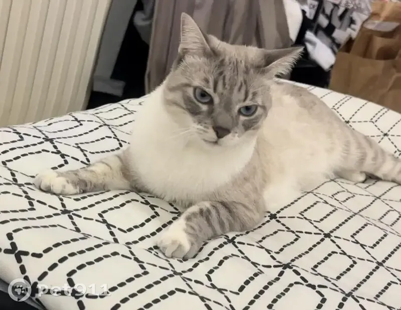 Chat blanc tacheté perdu à Montfermeil - photo