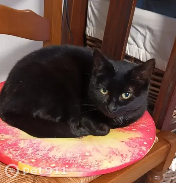 Chatte noire 