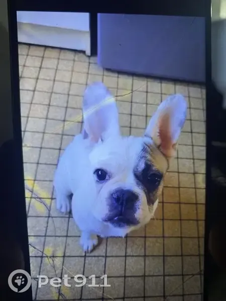 Chien perdu: Nila, bouledogue - photo