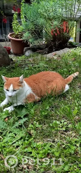 Chatte rousse Tromboline perdue - photo