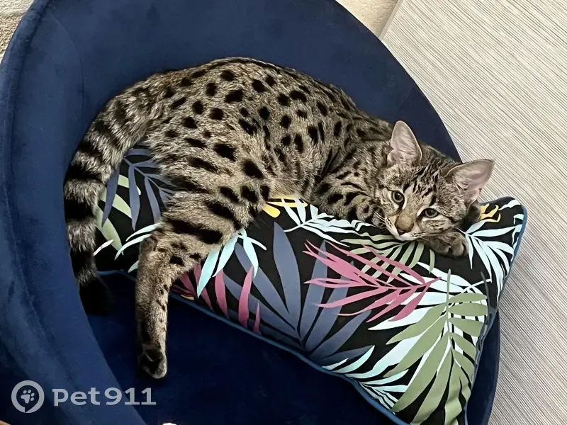 Avis de recherche: Chat Lexi - photo