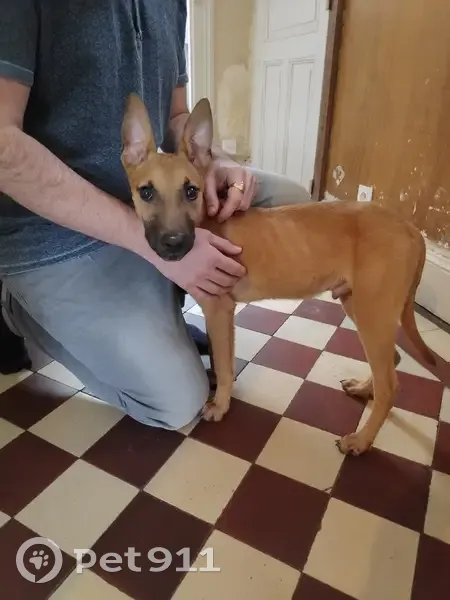 Chiot malinois perdu à Moulins - photo
