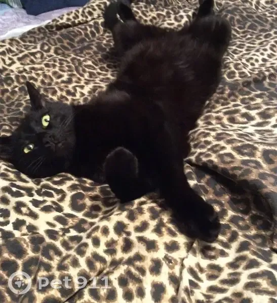 Chat noir 