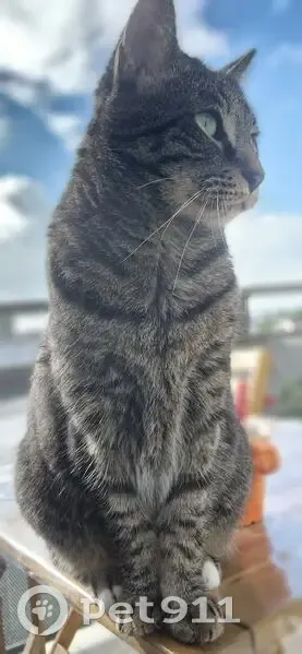 Chat tigré perdu près de Letroz - photo