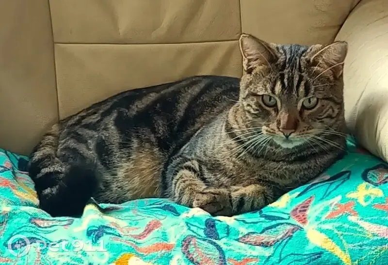 Chat tigré perdu à Bias - photo