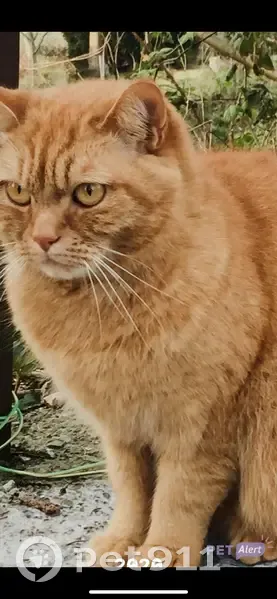 Chat roux sans queue perdu - Grandparigny - photo