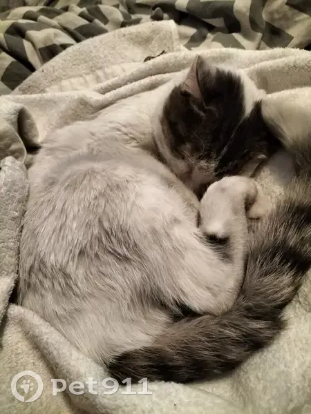 Chat blanc-gris trouvé à Thouars - photo