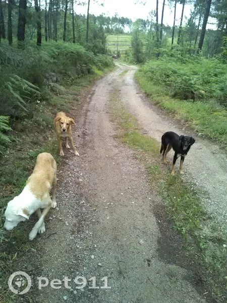 3 Chiens Perdus à Vernon - photo
