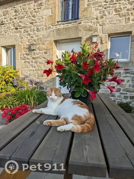 Chatte roux-blanc perdue - photo