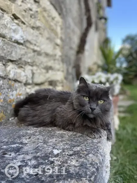 Chat gris aux yeux verts perdu - photo