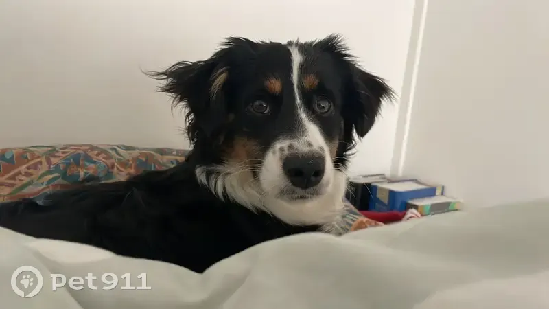Chienne perdue à Reims - photo