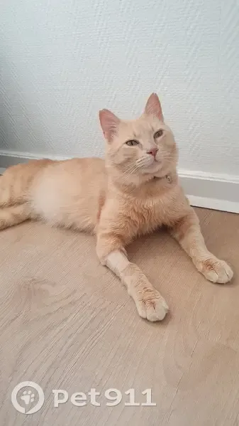 Chat roux perdu au Pecq, collier - photo