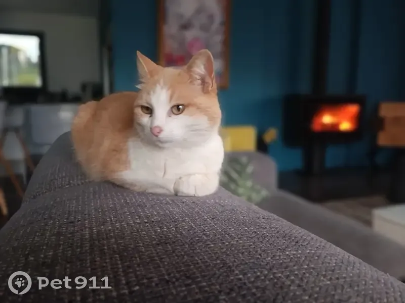 Chatte beige/blanche trouvée à Fraisses - photo