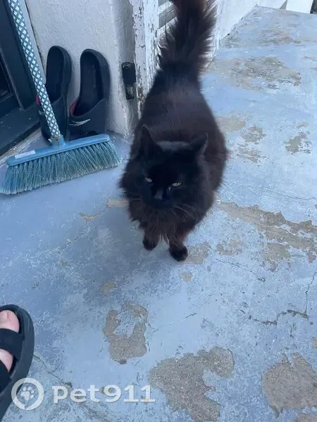 Chatte angora noire trouvée - photo