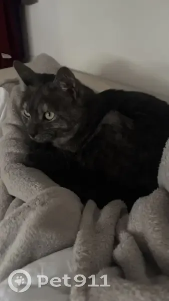 Chat tigré perdu à Saint-Denis - photo