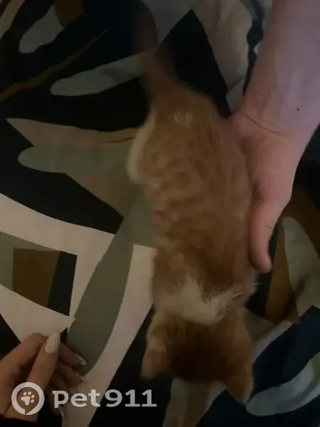 Chaton sauvé dans un capot - photo