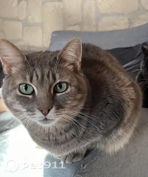 Chatte Grise Perdue à Peymeinade - photo