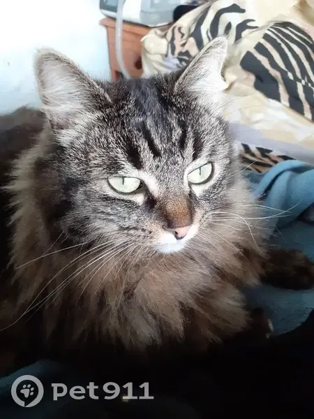 Chat tigré perdu à Alfortville - photo