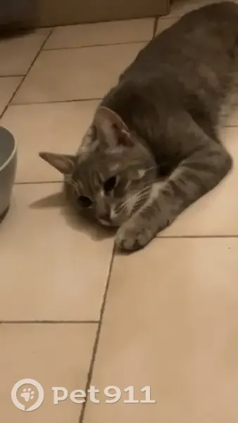 Chaton gris tigré retrouvé affamé - photo