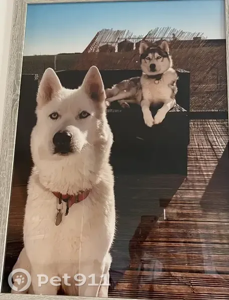 Alerte: 2 Huskies perdus à Blond - photo