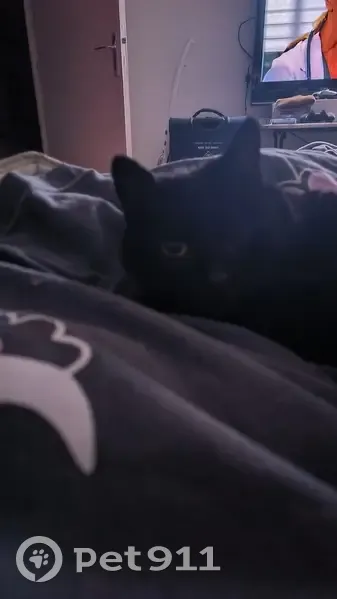 Chat noir disparu à Sacquenville - photo