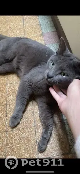 Chat sociable trouvé à Marseille - photo