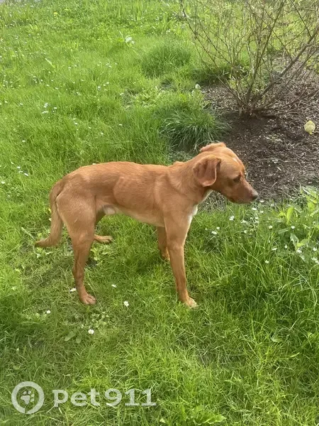 Chien perdu maigre à Cambrai - photo