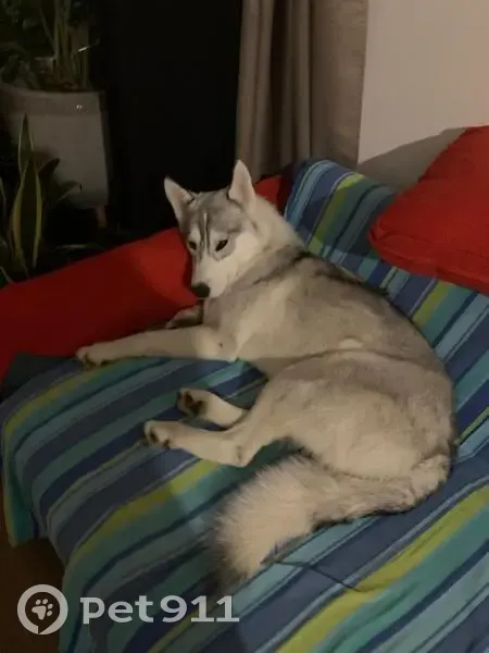 Husky perdu: 1 an, blanc/gris - photo