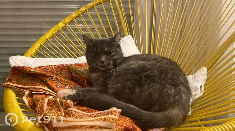 Chatte perdue à Nérac - Aidez-nous! - photo