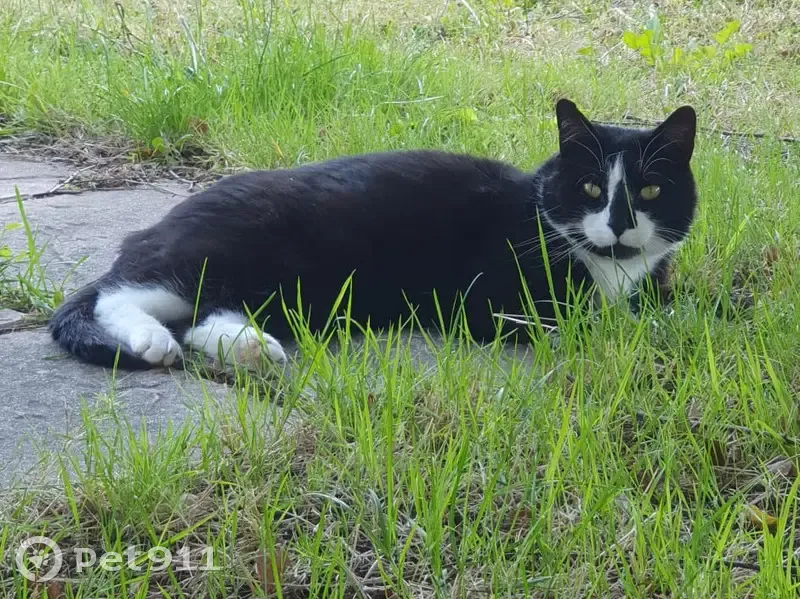 Chat craintif perdu à Mormant - photo