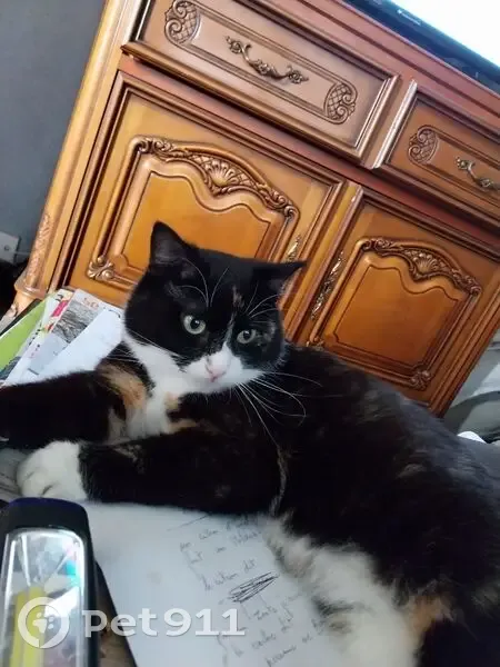 Avis de recherche: Olympe - photo