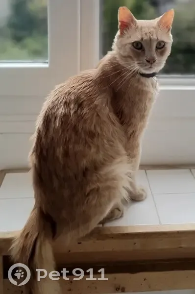 Chat roux perdu au Pecq - 3 ans - photo