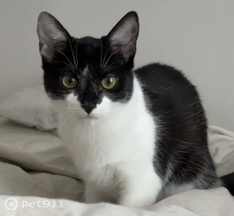 Chaton noir et blanc perdu - photo