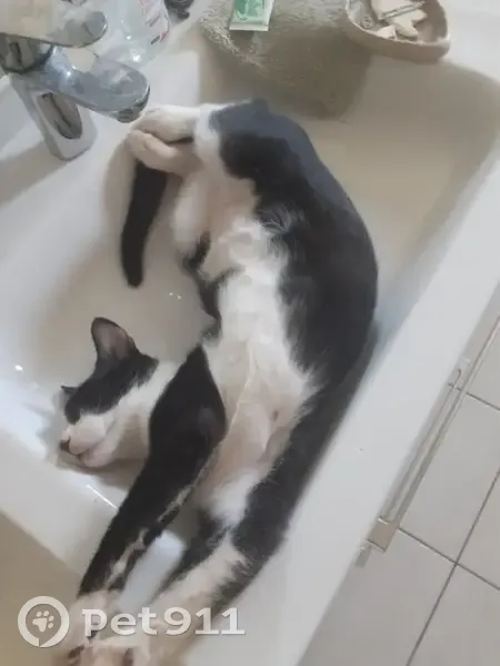 Chat noir et blanc perdu - photo