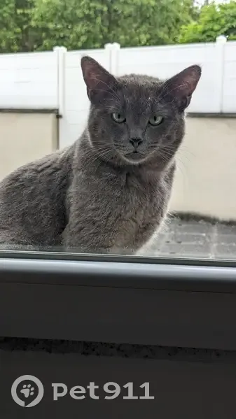 Chat perdu: collier jaune, Kœnigsmacker - photo