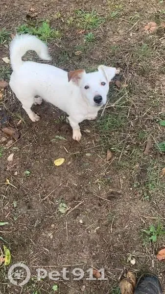 Jack Russell bicolore perdu - photo