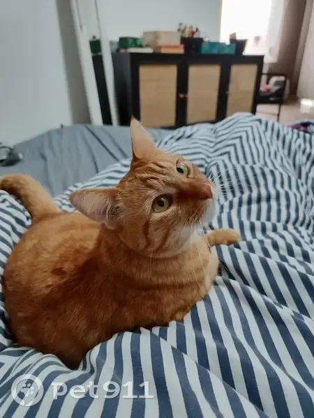 Chat roux perdu à Lille - photo