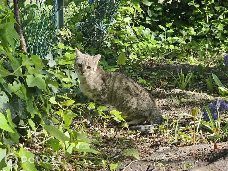 Chat gris tigré perdu - Récompense - photo