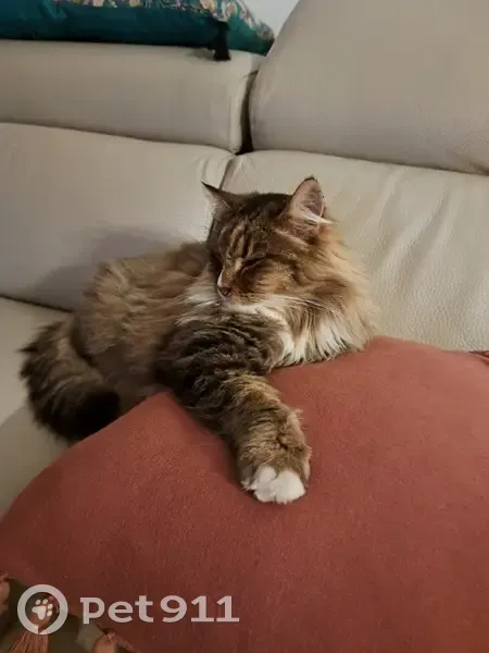 Chat Indi perdu bd Bellevue - photo