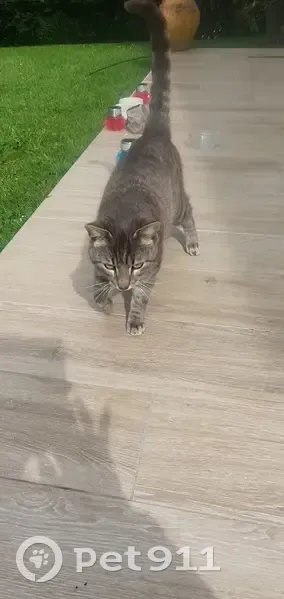 Chaton tigré trouvé à Chessy - photo