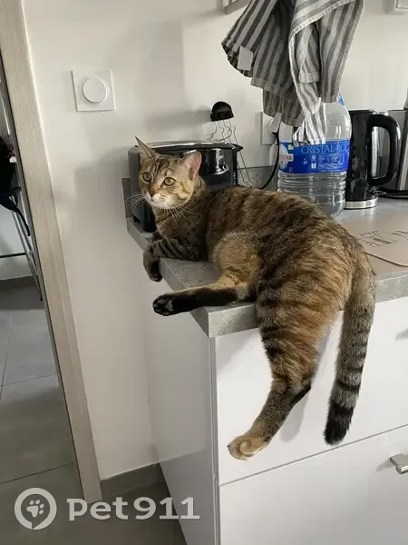 Chatte perdue à Bertrange 57310 - photo