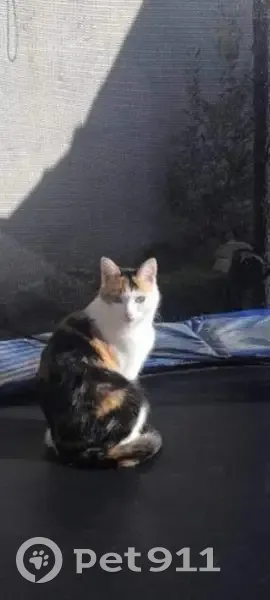 Avis de recherche: Fifille - photo