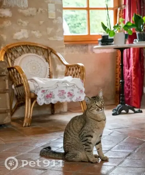 Chat tigré perdu à Sauzelles - photo