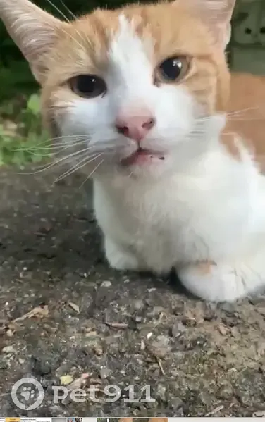 Chat retrouvé forêt Avenue Fenots - photo