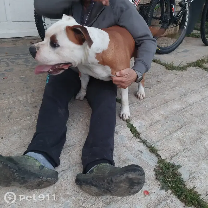 Chien marron/blanc trouvé à Pujols - photo