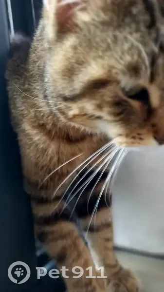 Chat doux trouvé, Wasquehal - photo