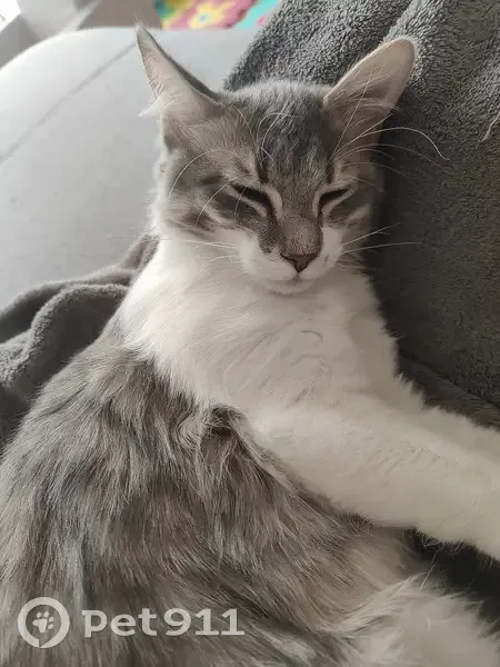 Chat gris-blanc UNI perdu - photo